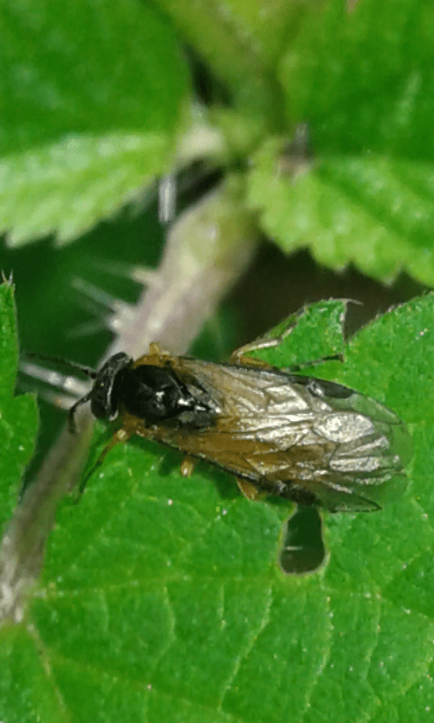 Tenthredinidae :  Athalia da ID